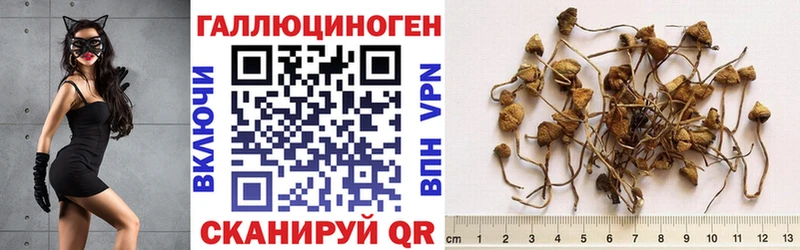 Купить закладки  Медногорск  Галлюциногенные грибы мицелий 